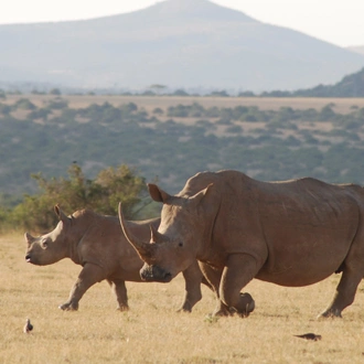 tourhub | Arrow Adventures Kenya | 6 Days Rhino Conservation Safari 