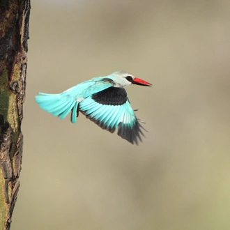 tourhub | Wildlife Dreams | Kruger National Park Photographic Safari 