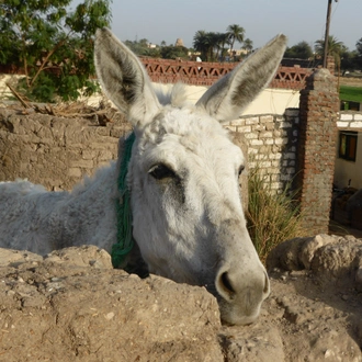 tourhub | EgBride | Cairo to Luxor: East Bank & West Bank - Temples & Tombs - overnight 