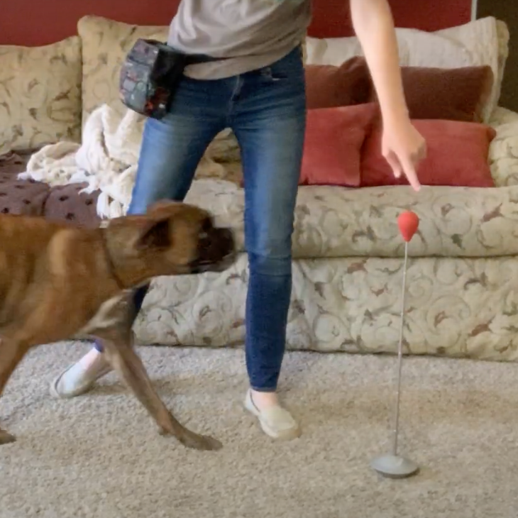 how-to-stop-your-dog-from-jumping-on-people-dogly