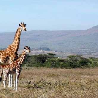 tourhub | Indus Travels | Picturesque Solo Kenya Tour 