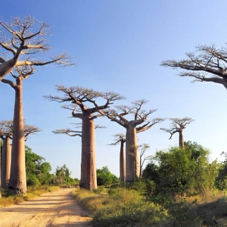 tourhub | Intrepid Travel | Madagascar Baobabs & Beyond 