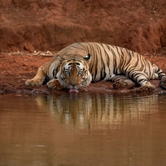 tourhub | Explore! | India Tiger Safari 