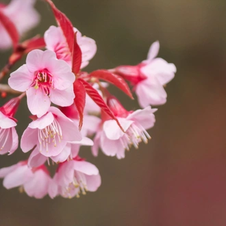 tourhub | Crooked Compass | Cherry Blossoms and Nomads 