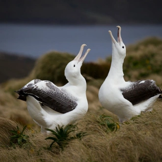 tourhub | Heritage Expeditions | Galapagos of the Southern Ocean 