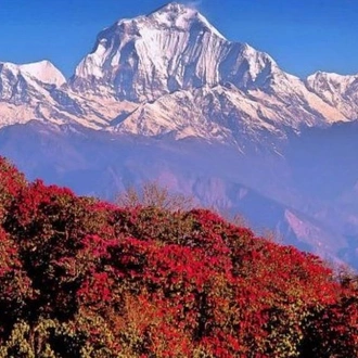 tourhub | Himalayan Adventure Treks & Tours | Ghorepani Poonhill Trek -8 Days 