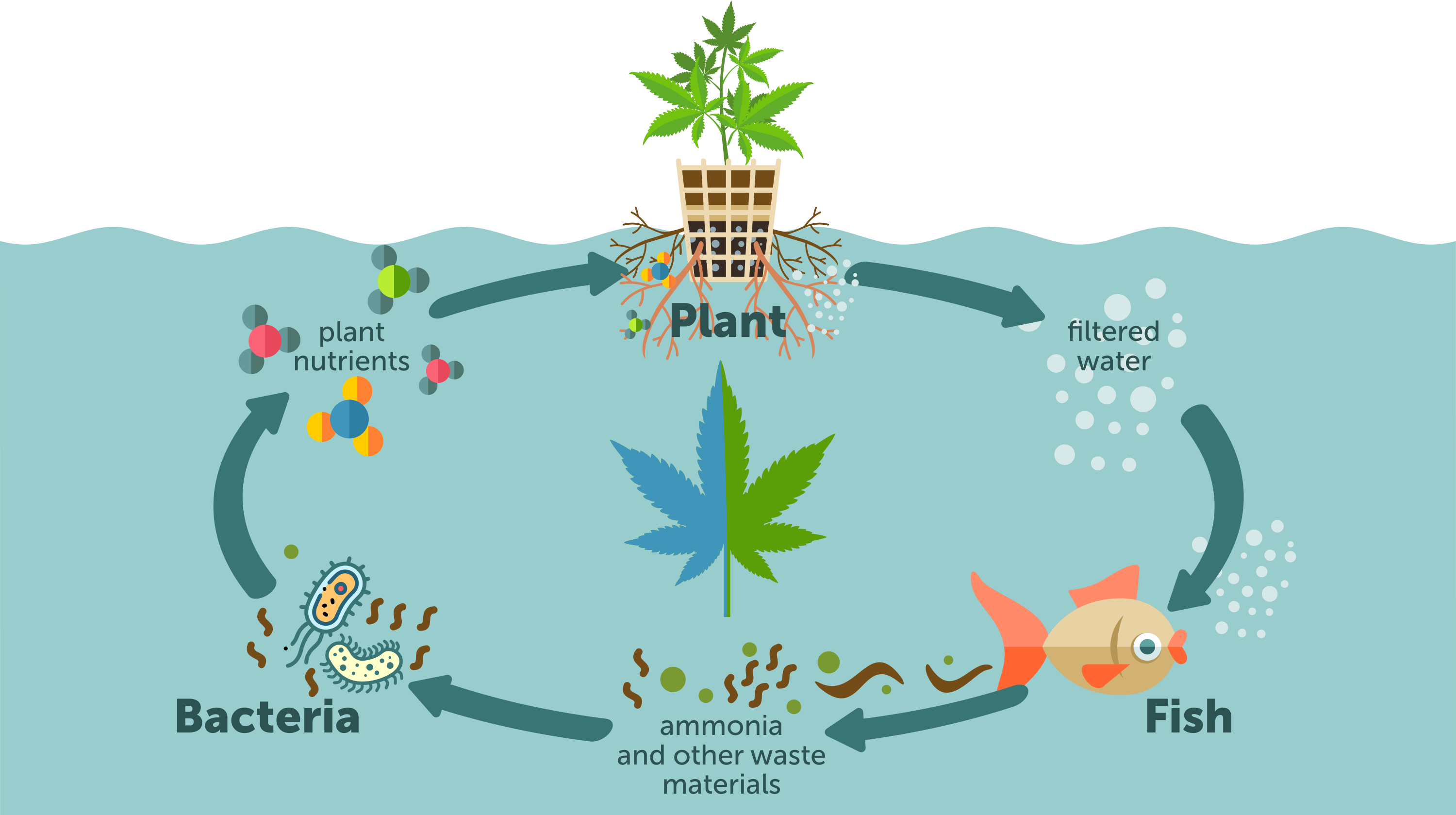 Life Cycle Of a Cannabis Aquaponics System