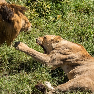 tourhub | Beach and Safari Holidays | Tanzania's Photographic Safari: Capturing Wildlife Wonders 