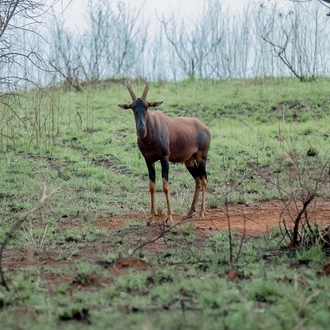 tourhub | Kawira Safaris Ltd | 11 Days Uganda Chimps, Wildlife Safari and Gorilla Trekking Adventure 