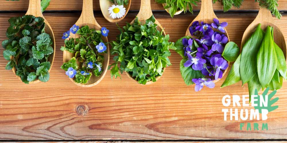 Herbs and edible flowers spread on a table