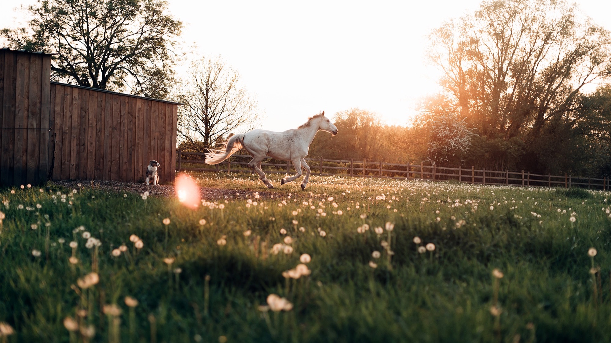 Représentation de la formation : Pack • Chien / Chat / Cheval