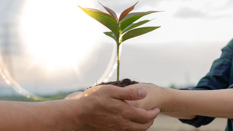 Représentation de la formation : PARCOURS COMMERCIALISATION DES GRAINS