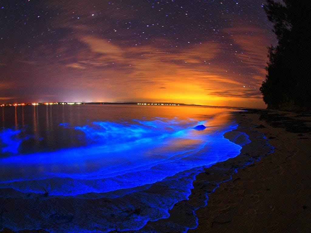 Video Beachgoers frolic in electric blue bioluminescent water