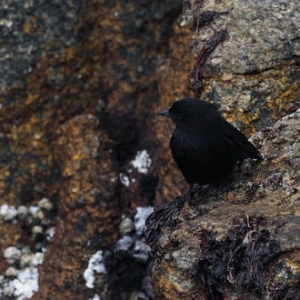 tourhub | Heritage Expeditions | Birding Down Under 