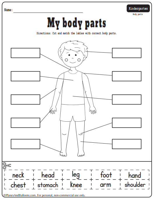 18 Wonderful Worksheets To Learn The Parts Of The Body Teaching Expertise