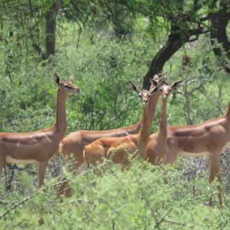 tourhub | Armaye Ethiopia Tours | Ethiopian Unique Wildlife  Safari 