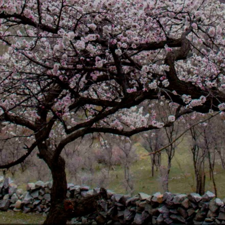 Hunza Cherry Blossom