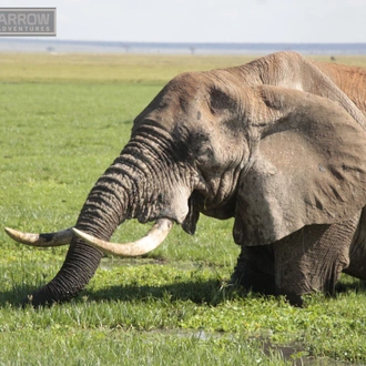 tourhub | Arrow Adventures Kenya | 8 Days Elephant Trails Safari 