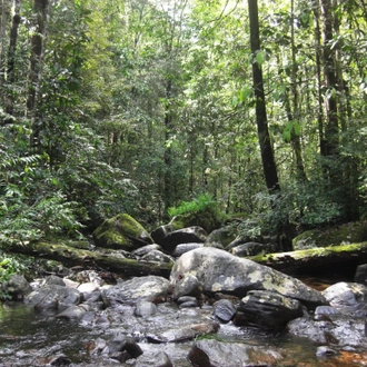 tourhub | Ceylon Travel Dream | Journey of Sinharaja Rain Forest 