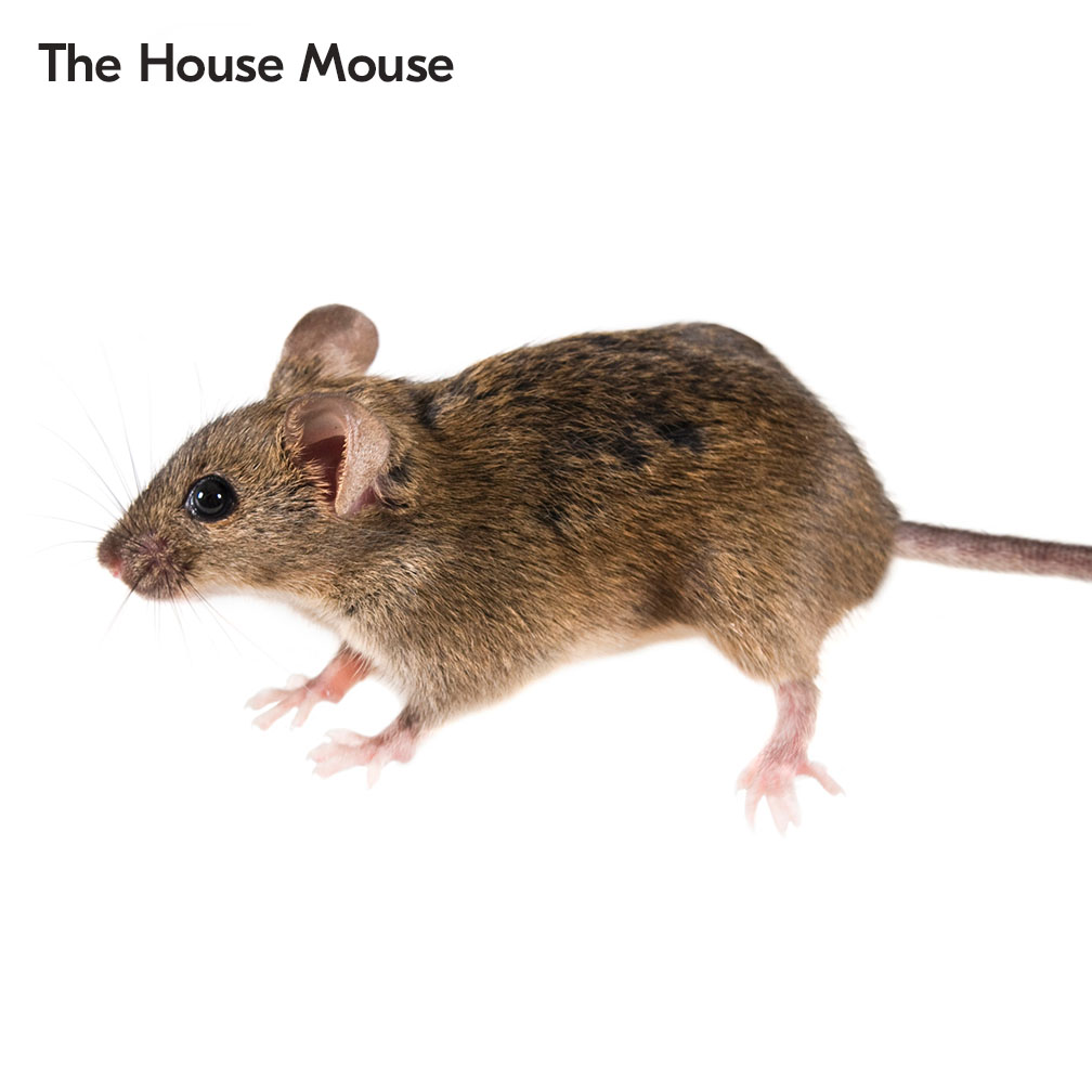 The House Mouse in South Africa