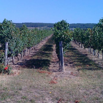 Panzoult vineyards