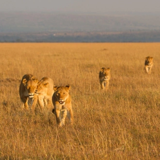 tourhub | Johnbow Tours and Travel | 3 Days Amboseli National Park Safari 