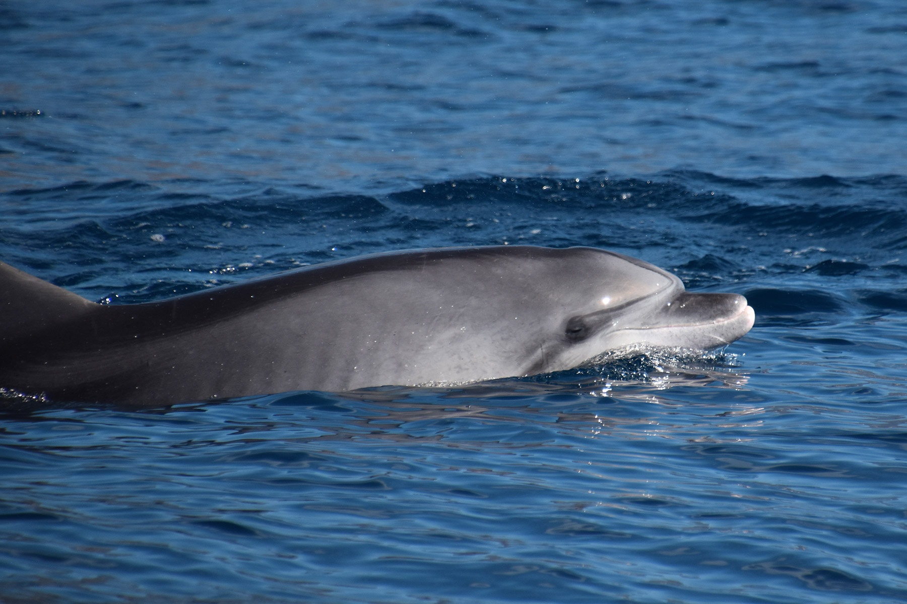 Observación de ballenas y delfines en Denia (Experiencia privada)