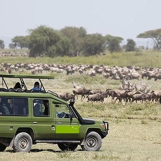 tourhub | Gracepatt Ecotours Kenya | 11 Days Best Tanzania Northern Circuit Luxury Wildlife Safari 