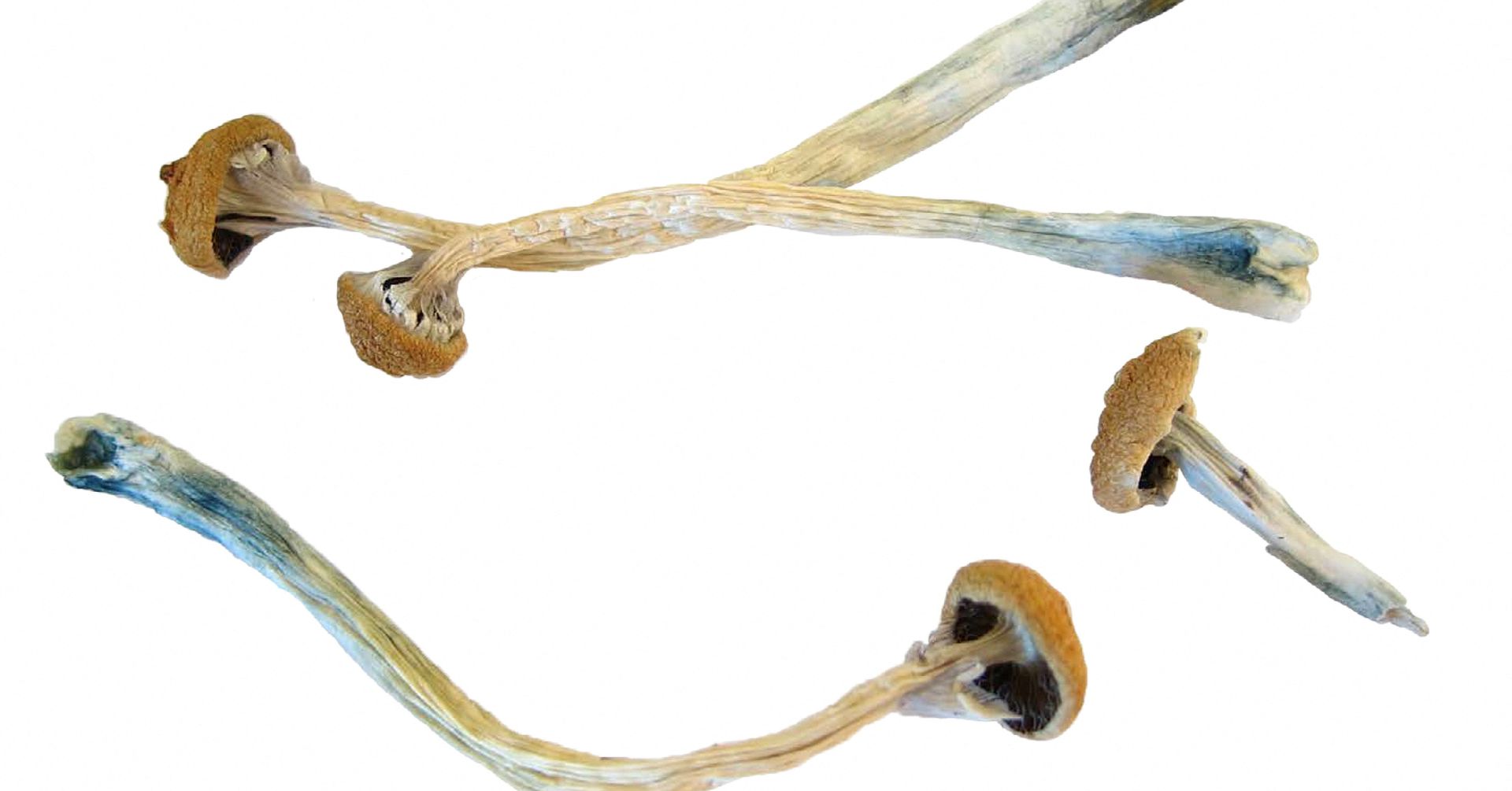 Do Magic Mushrooms Go Bad? | Buy Psilocybin Magic Mushroom Online Canada