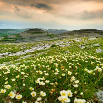 tourhub | Brightwater Holidays | Gardens and Wildflowers of the Burren 5924 