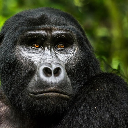 Explore Gorillas Uganda