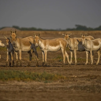 tourhub | Agora Voyages | Heritage Trails of Gujarat: Crafts, Culture & History 