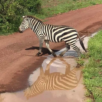 tourhub | Explore! | Serengeti Wildlife Experience 