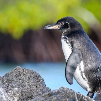 tourhub | Explore! | Galapagos - Central, West & East Islands aboard the Archipel I 