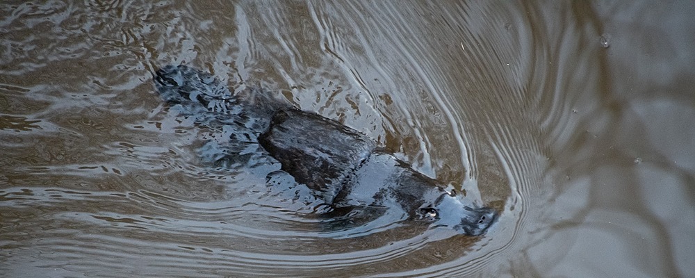 Platypus in the Queanbeyan River