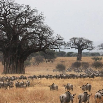 tourhub | Mbega African Safaris | luxury enjoy trip in some Tanznia parks and conservation 