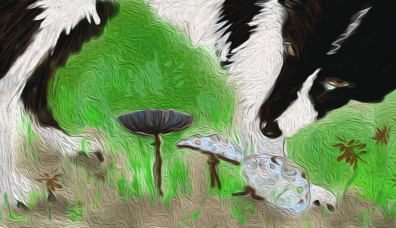 What Happens When A Dog Eats Shrooms? | Buy Psilocybin Magic Mushroom Online Canada