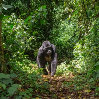 tourhub | GoExplore Safaris | Ultimate Gorilla Trekking Safari 