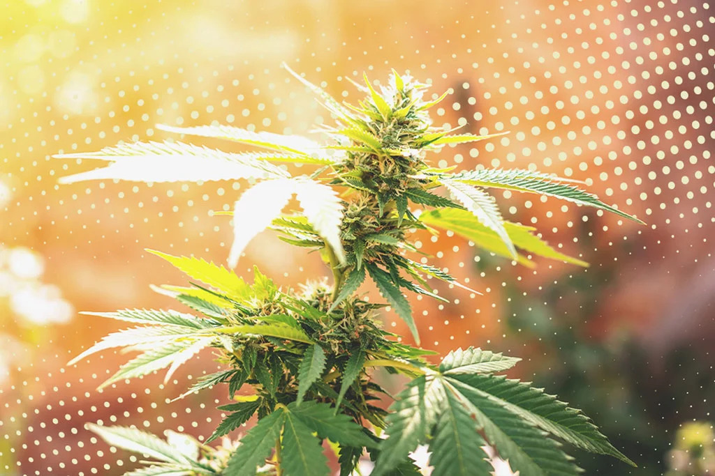 Benefits of Autoflowering Cannabis Plants