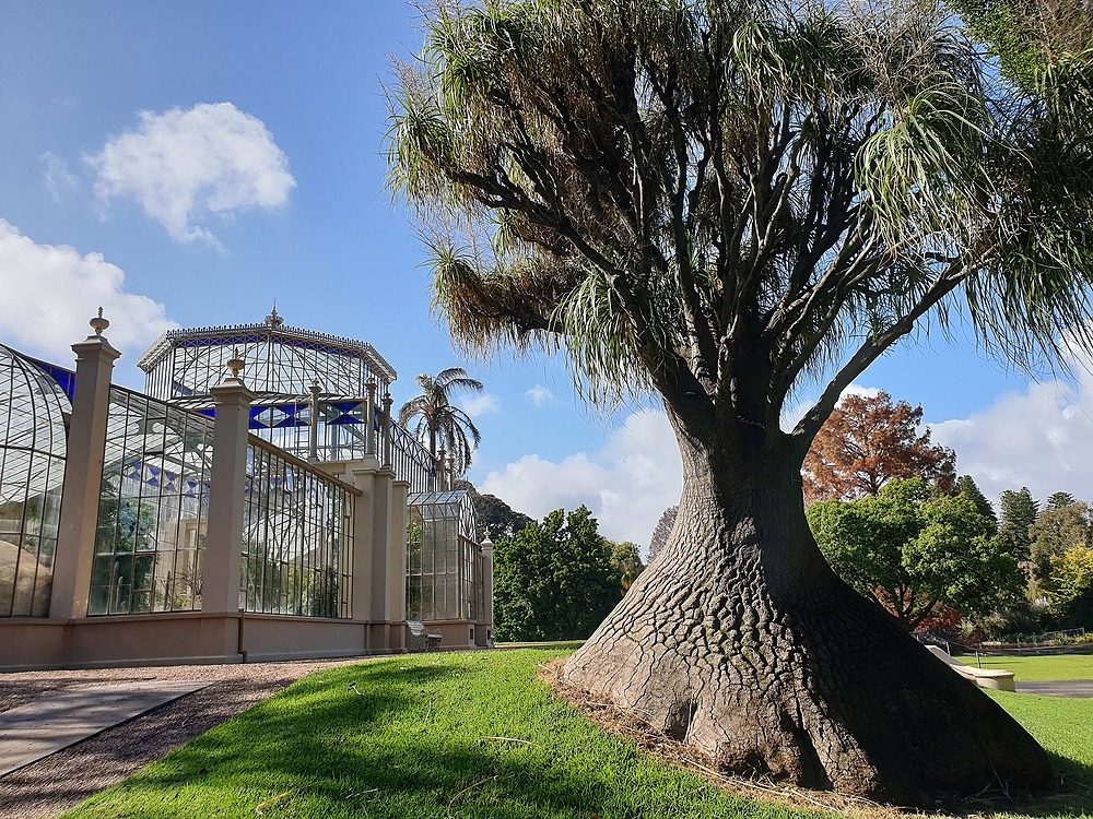 The 1877 glass Palm House and 'pony tail palm' in the Adelaide Botanic Garden (Park 11)