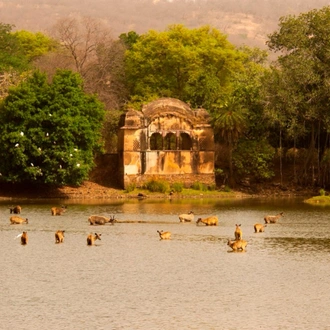 tourhub | GT India Tours | Golden Triangle with Ranthambore Tour 