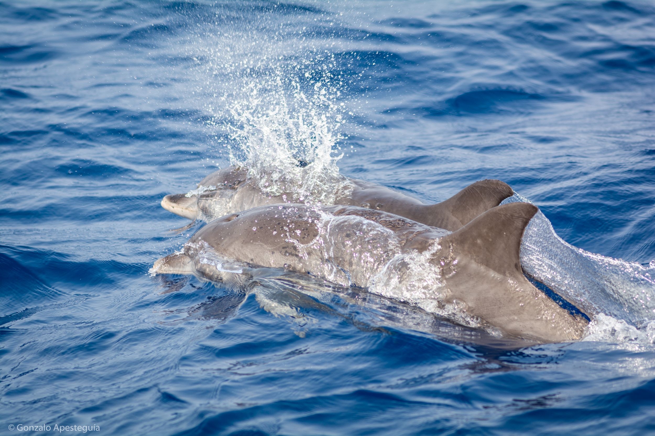 Observación de ballenas y delfines en Denia (Experiencia grupal compartida)