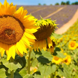 tourhub | Explore! | Cycle Provence 