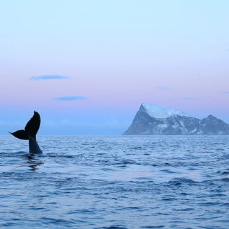 tourhub | Nordic Unique Travels | 2-Day Whale Watching Trip to Tromsø 