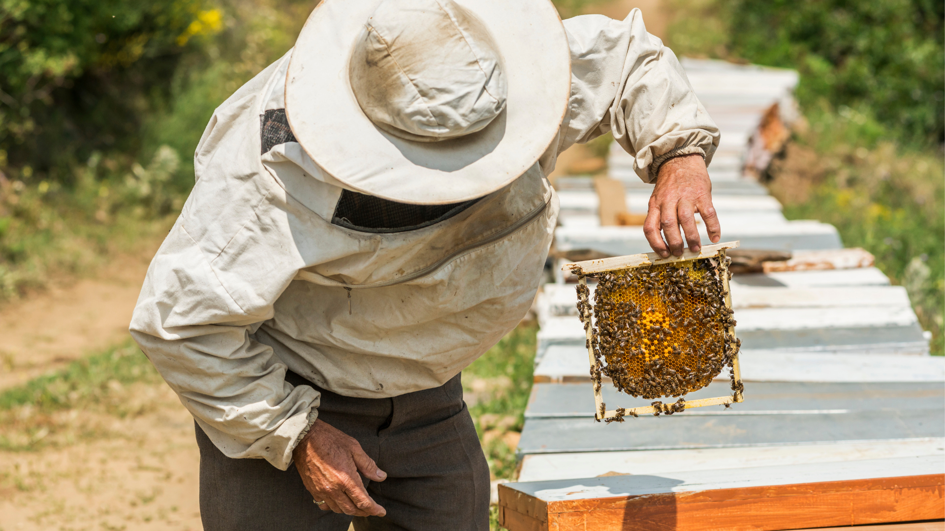 Représentation de la formation : APICULTURE / BP REA - Orientation apiculture - Prise en charge par le Conseil Régional