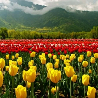 tourhub | Holidays At | Amazing Kashmir 