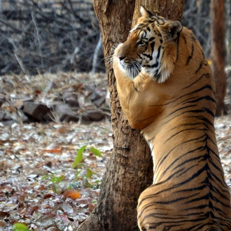 tourhub | Agora Voyages | Enchanting Flora & Timeless Stones: Tiger Safari Expedition 