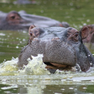 tourhub | Verdoro Safaris | 6-Day Uganda Guided Safari from Entebbe Airport 