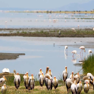 tourhub | Explore! | Kilimanjaro - Lemosho Trek + Safari Extension 