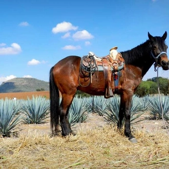 tourhub | Today Voyages | Tour Tequila & Mariachis 